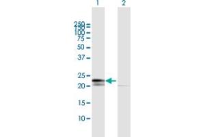 Western Blot analysis of RPL29 expression in transfected 293T cell line by RPL29 MaxPab polyclonal antibody. (RPL29 抗体  (AA 1-159))