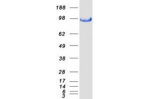 BACH2 Protein (Myc-DYKDDDDK Tag)
