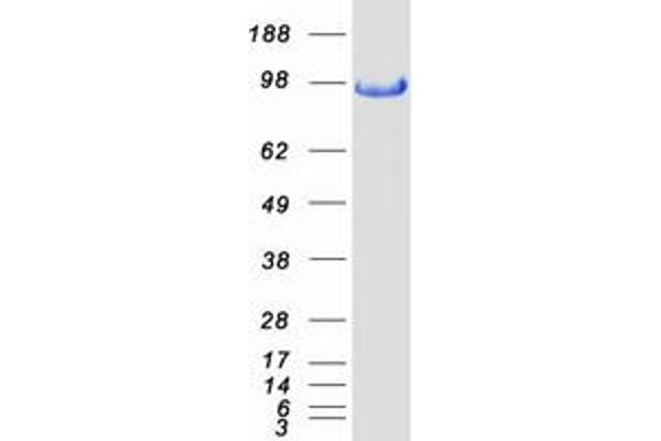 BACH2 Protein (Myc-DYKDDDDK Tag)