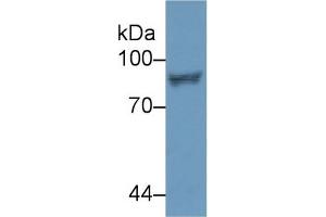 Western Blot; Sample: Human Jurkat cell lysate; Primary Ab: 2µg/ml Rabbit Anti-Human STAT4 Antibody Second Ab: 0. (STAT4 抗体  (AA 505-737))