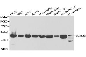 Western blot analysis of extracts of various cell lines, using ACTL6A antibody (ABIN5973120) at 1/1000 dilution. (BAF53A 抗体)