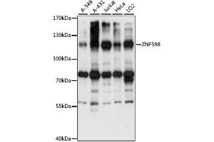 Western blot analysis of extracts of various cell lines, using ZNF598 antibody (ABIN7271509) at 1:1000 dilution. (ZNF598 抗体  (AA 120-420))