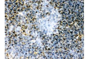Anti- TGM2 Picoband antibody, IHC(F) IHC(F): Mouse Spleen Tissue (Transglutaminase 2 抗体  (N-Term))