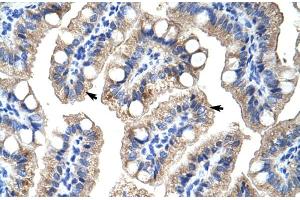 Human Intestine (ZNF785 抗体  (C-Term))