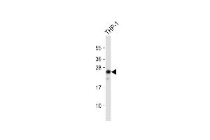 Western Blotting (WB) image for anti-Neurogenin 3 (NEUROG3) (AA 40-69), (N-Term) antibody (ABIN388770)