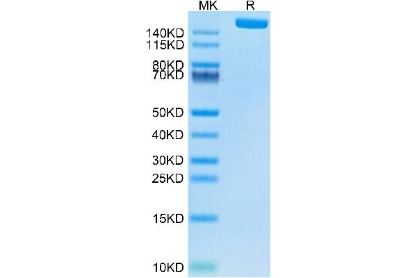 LY75/DEC-205 Protein (AA 28-1666) (His tag)