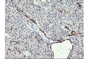 Image no. 1 for anti-Platelet/endothelial Cell Adhesion Molecule (PECAM1) antibody (ABIN1497244) (CD31 抗体)