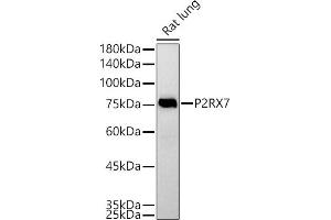 Western blot analysis of extracts of Rat lung, using P2RX7 antibody (ABIN6132452, ABIN6145122, ABIN6145123 and ABIN6214794) at 1:500 dilution. (P2RX7 抗体  (AA 47-334))