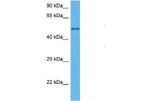 Host:  Mouse  Target Name:  ACTR2  Sample Tissue:  Mouse Testis  Antibody Dilution:  1ug/ml (ACTR2 抗体  (Middle Region))