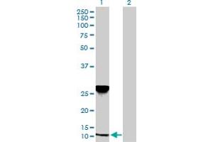 Western Blot analysis of NDUFA5 expression in transfected 293T cell line by NDUFA5 MaxPab polyclonal antibody. (NDUFA5 抗体  (AA 1-116))