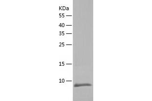 SEC61B Protein (AA 1-70) (His tag)