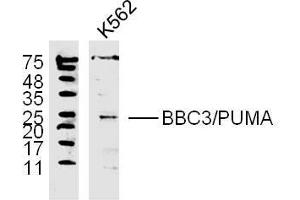 K562 lysates probed with PUMA Polyclonal Antibody, unconjugated  at 1:300 overnight at 4°C followed by a conjugated secondary antibody at 1:10000 for 60 minutes at 37°C. (PUMA 抗体  (AA 131-180))