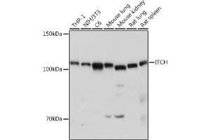 Western blot analysis of extracts of various cell lines, using ITCH antibody (ABIN7268033) at 1:1000 dilution. (ITCH 抗体  (AA 50-150))