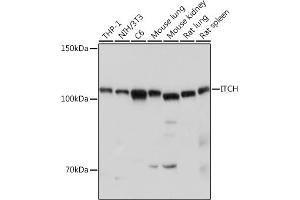 Western blot analysis of extracts of various cell lines, using ITCH antibody (ABIN7268033) at 1:1000 dilution.