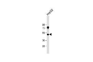 Anti-USP27X Antibody (N-term) at 1:2000 dilution + HepG2 whole cell lysate Lysates/proteins at 20 μg per lane. (USP27X 抗体  (AA 1-30))