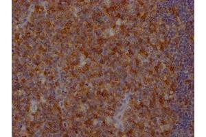 IHC image of ABIN7127483 diluted at 1:100 and staining in paraffin-embedded human tonsil tissue performed on a Leica BondTM system. (Recombinant FAS 抗体)