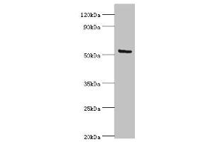 Western blot All lanes: ALG1 antibody at 10 μg/mL + Hela whole cell lysate Secondary Goat polyclonal to rabbit IgG at 1/10000 dilution Predicted band size: 53, 41 kDa Observed band size: 53 kDa (ALG1 抗体  (AA 215-464))