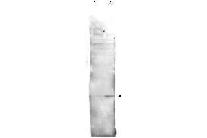 Western blot using  affinity purified anti-histone H2AvD pS137 antibody shows detection of a band at ~15 kDa corresponding to phosphorylated H2AvD (lane 2 arrow-head). (Histone H2A Variant (HIS2AV) (Internal Region), (pSer137) 抗体)