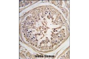 Formalin-fixed and paraffin-embedded human testis tissue reacted with PUM1 Antibody (N-term) (ABIN392129 and ABIN2841869) , which was peroxidase-conjugated to the secondary antibody, followed by DAB staining. (PUM1 抗体  (N-Term))