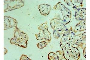 Immunohistochemistry of paraffin-embedded human placenta tissue using ABIN7147088 at dilution of 1:100 (CEBPG 抗体  (AA 1-150))
