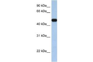 WB Suggested Anti-SLC25A46 Antibody Titration:  0. (SLC25A46 抗体  (C-Term))