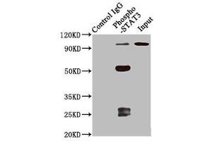Western Blotting (WB) image for anti-Signal Transducer and Activator of Transcription 3 (Acute-Phase Response Factor) (STAT3) (pSer727) antibody (ABIN7127754)