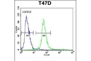 Flow cytometric analysis of T47D cells (right histogram) compared to a negative control cell (left histogram). (KCTD12 抗体  (AA 242-269))