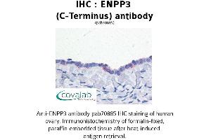 Image no. 1 for anti-Ectonucleotide pyrophosphatase/phosphodiesterase 3 (ENPP3) (C-Term) antibody (ABIN1734046) (ENPP3 抗体  (C-Term))