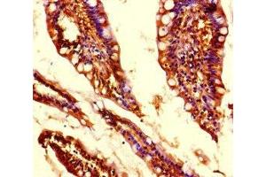 Immunohistochemistry of paraffin-embedded human small intestine tissue using ABIN7159156 at dilution of 1:100 (MED31 抗体  (AA 2-72))