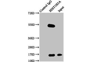 Immunoprecipitating HIST1H3A in Hela whole cell lysate Lane 1: Rabbit control IgG instead of ABIN7139628 in Hela whole cell lysate. (HIST1H3A 抗体  (pThr3))