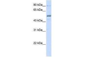 ZNF275 antibody used at 0. (ZNF275 抗体  (N-Term))