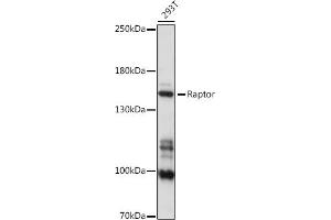 Western blot analysis of extracts of 293T cells, using Raptor antibody (ABIN7269901) at 1:1000 dilution. (Raptor 抗体)
