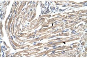 Immunohistochemical staining (Formalin-fixed paraffin-embedded sections) of human muscle with MGST2 polyclonal antibody .