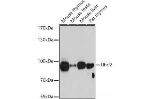 Western blot analysis of extracts of various cell lines using Uhrf2 Polyclonal Antibody at dilution of 1:1000. (UHRF2 抗体)