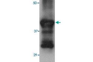 Western blot analysis of 25 ng of recombinant Hemagglutinin with Hemagglutinin monoclonal antibody, clone 4E10C10  at 2. (Hemagglutinin 抗体  (AA 17-338))