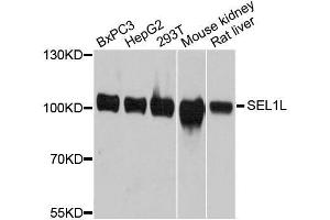 Western blot analysis of extracts of various cell lines, using SEL1L antibody. (SEL1L 抗体  (AA 22-190))