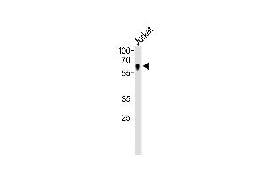Western Blotting (WB) image for anti-Nuclear Receptor Subfamily 2, Group C, Member 2 (NR2C2) (AA 438-466), (C-Term) antibody (ABIN1537335)