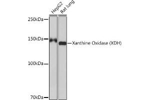 Western blot analysis of extracts of various cell lines, using Xanthine Oxidase (XDH) (XDH) Rabbit mAb (ABIN7271408) at 1:1000 dilution. (XDH 抗体)