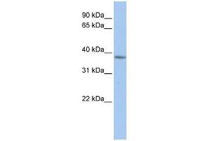 C2ORF33 antibody used at 1 ug/ml to detect target protein.