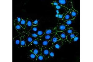 IF analysis of Claudin 7/CLDN-7 using anti-Claudin 7/CLDN-7 antibody (ABIN7602665). (Claudin 7 抗体  (AA 92-211))