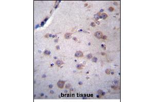 NDUFAF4 Antibody (N-term) (ABIN656909 and ABIN2846106) immunohistochemistry analysis in formalin fixed and paraffin embedded human brain tissue followed by peroxidase conjugation of the secondary antibody and DAB staining. (NDUFAF4 抗体  (N-Term))