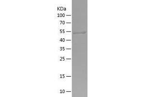 EXOC7 Protein (AA 65-270) (His-IF2DI Tag)