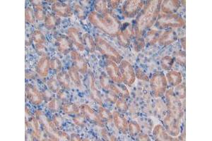 IHC-P analysis of Mouse Kidney Tissue, with DAB staining. (HEXB 抗体  (AA 101-217))