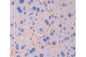IHC-P analysis of Mouse Tissue, with DAB staining. (Claudin 3 抗体  (AA 30-159))