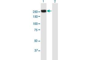 Western Blot analysis of MYH4 expression in transfected 293T cell line by MYH4 MaxPab polyclonal antibody. (MYH4 抗体  (AA 1-1939))
