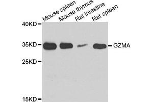 Western blot analysis of extract of various cells, using GZMA antibody. (GZMA 抗体)