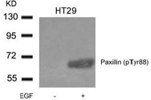 Image no. 2 for anti-Paxillin (PXN) (pTyr88) antibody (ABIN401592) (Paxillin 抗体  (pTyr88))