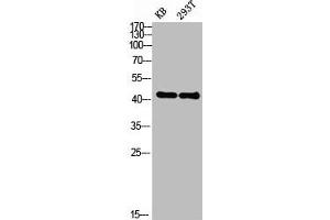 Western blot analysis of KB 293T lysis using EDG-2 antibody. (LPAR1 抗体  (N-Term))