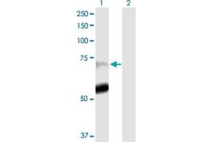 Western Blot analysis of PADI4 expression in transfected 293T cell line by PADI4 MaxPab polyclonal antibody. (PAD4 抗体  (AA 1-663))