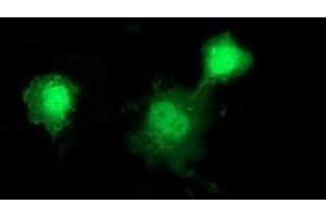 Anti-DNAJB1 mouse monoclonal antibody (ABIN2454060) immunofluorescent staining of COS7 cells transiently transfected by pCMV6-ENTRY DNAJB1 (RC201762). (DNAJB1 抗体)